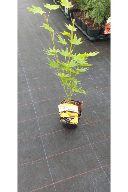 Клен Ширасаві Джордан 